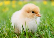 برای درمان سرماخوردگی جوجه و مرغ خانگی چه کنیم؟
