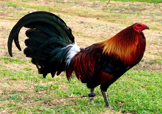 پرورش مرغ لاری