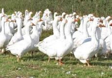 غاز در نوحیران