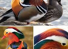 اردک ماندارین در نوحیران