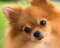 انواع سگ ها در نوحیران